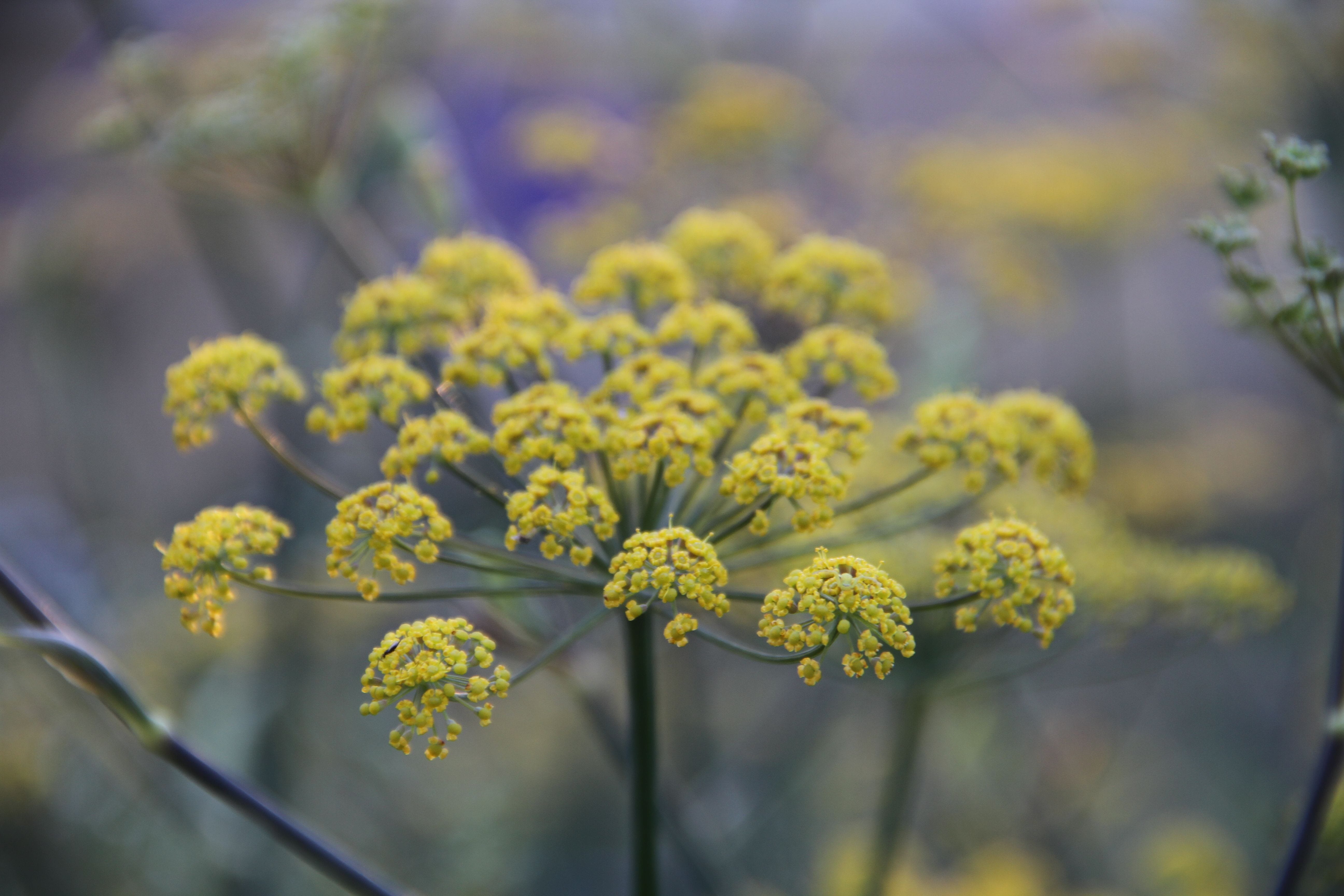 https://www.chicagobotanic.org/plantinfo/smartgardener/herbal_tea_savoring_serenity